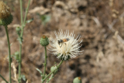 Utah Thistle (Cirsium utahense)